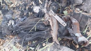 One Person Arrested within the Case on Murder Committed in Merdzavan